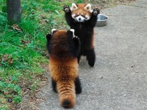 Стой, красные панды идут